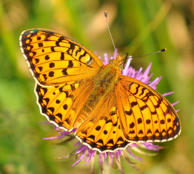 Argynnis (Fabriciana) adippe